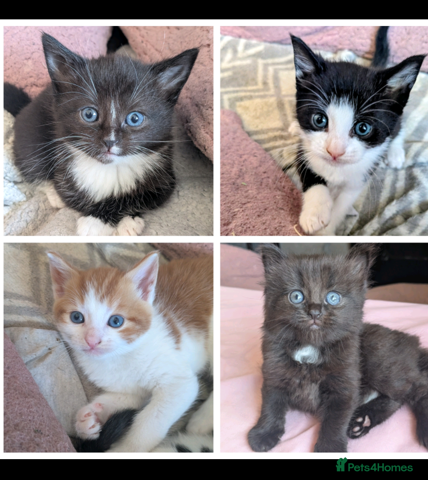 Mixed Breed cats 4 beautiful kittens up for adoption - Advert 1