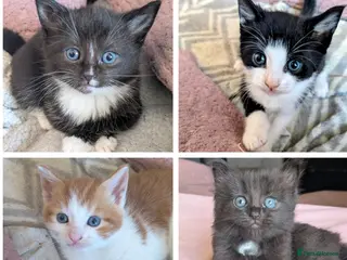 Mixed Breed cats 4 beautiful kittens up for adoption - Advert 1