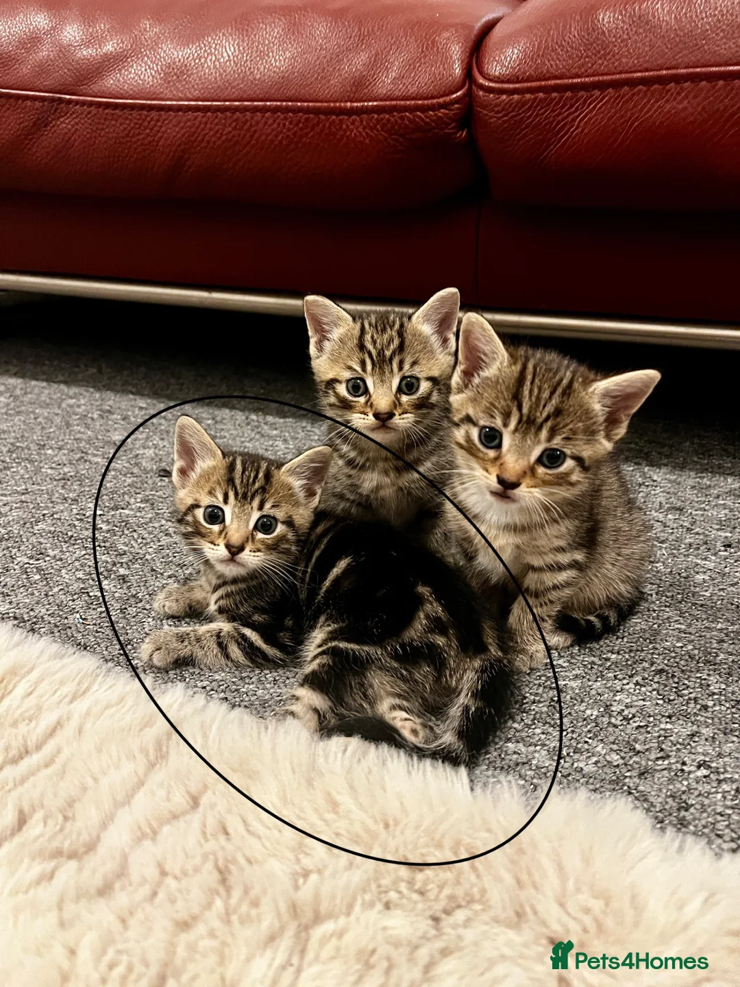 Mixed Breed cats for sale: Kittens for sale🐈‍⬛🐈❤️ - Advert 1