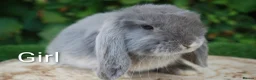 Mini Lop rabbits for sale: Pure bred mini lop baby rabbits  - Advert 4