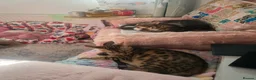 Maine Coon cats for sale: Adult cat sisters looking for a home together. in Bracknell - Advert 4