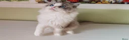 Ragdoll cats for sale: TICA registered Beautiful EU Ragdoll!  - Advert 3