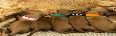 Cockapoo 2 🧡