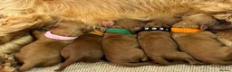 Cockapoo dogs for sale: F1b Red cockapoos 🤎 - Advert 11