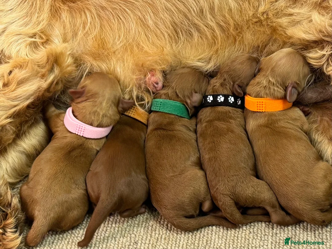Cockapoo dogs for sale: F1b Red cockapoos 🤎 - Advert 11