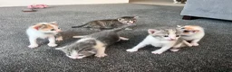 Mixed Breed cats for sale: 5 gorgeous kittens  in Westbury - Advert 2