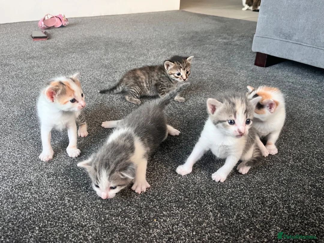 Mixed Breed cats for sale: 5 gorgeous kittens  in Westbury - Advert 2