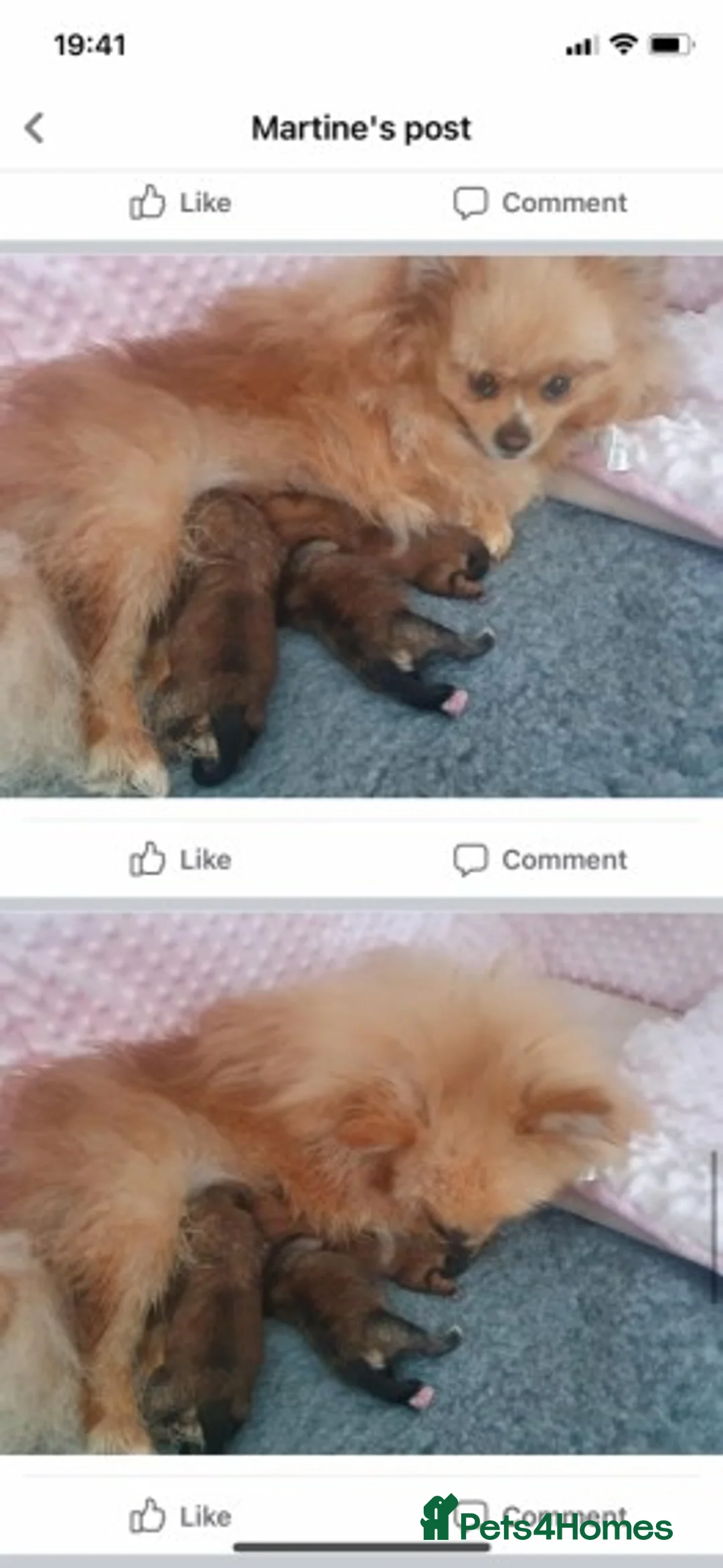 Pomeranian dogs for stud: Top Quality Champion Lines Pomeranian Stud in Ebbw Vale - Advert 8