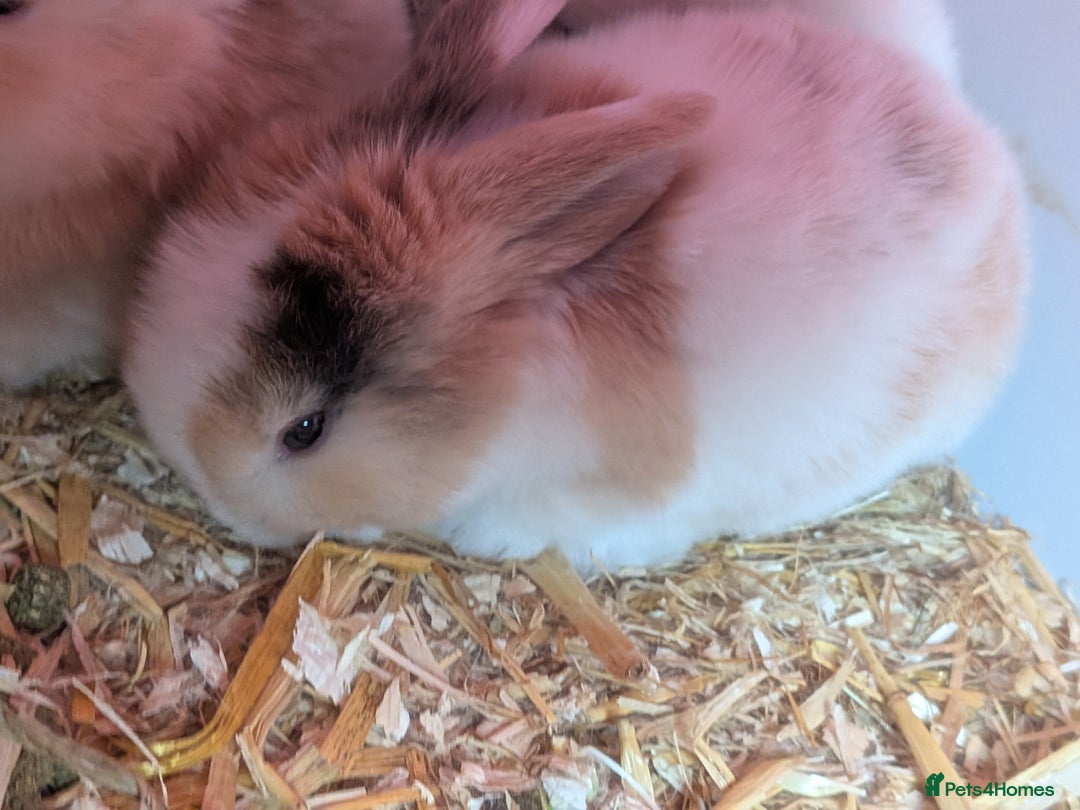 English Lop rabbits for sale: 4 English loops  - Advert 2