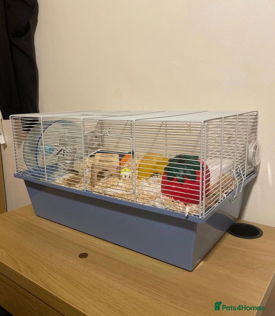 Hamster rodents for sale: F Russian Dwarf hamster  - Advert 2