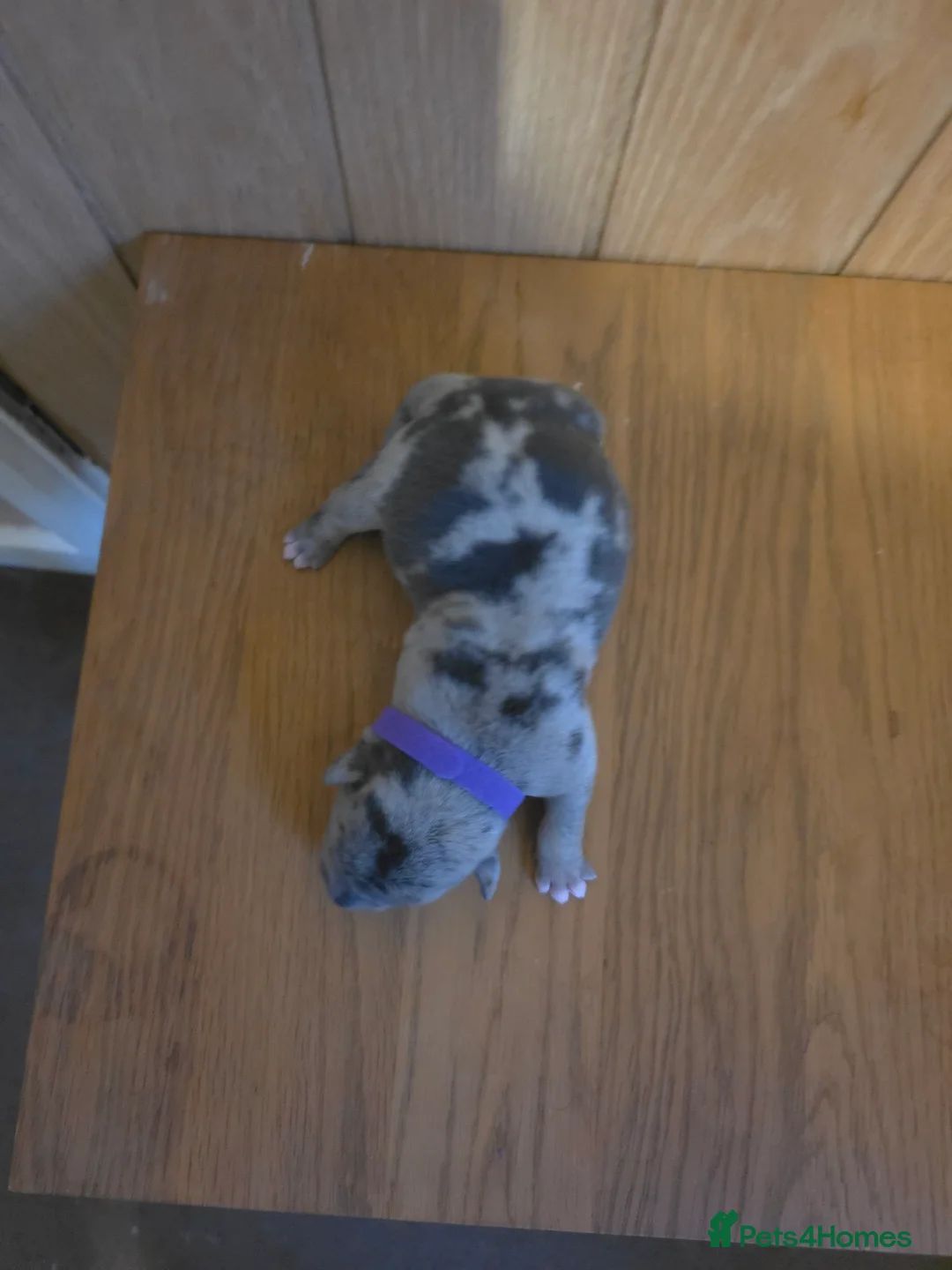American Bully dogs for stud: Grey and black merle pocket bully - Advert 11