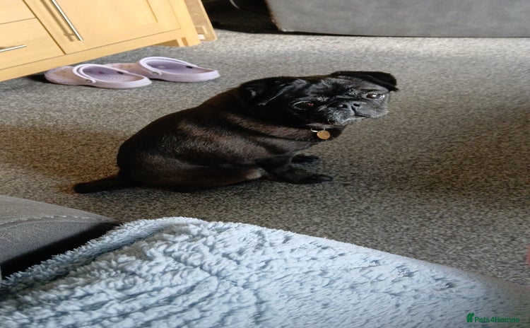 Pug dogs - Advert 1