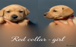 Labrador Retriever dogs for sale: Labrador pups - uniques Shades - Cream to Fox Red - Image 15
