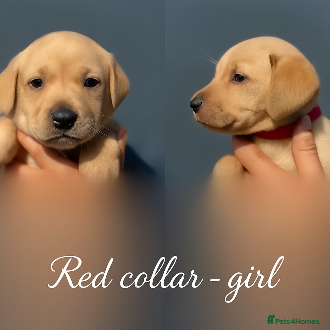 Labrador Retriever dogs for sale: Labrador pups - uniques Shades - Cream to Fox Red - Image 15