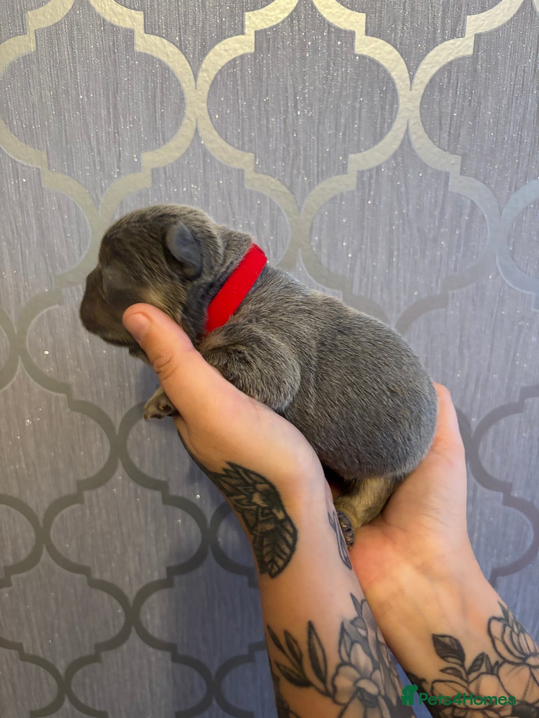 French Bulldog dogs for sale: 3 Female French bulldog puppies  - Image 5