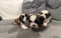 Shih Tzu dogs for sale: Shih Tzu puppies - Image 2