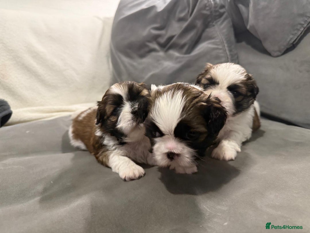 Shih Tzu dogs for sale: Shih Tzu puppies - Image 2