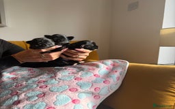 Yorkshire Terrier dogs for sale: Black Onyx Yorkie ready to Reserve 🖤 - Image 2