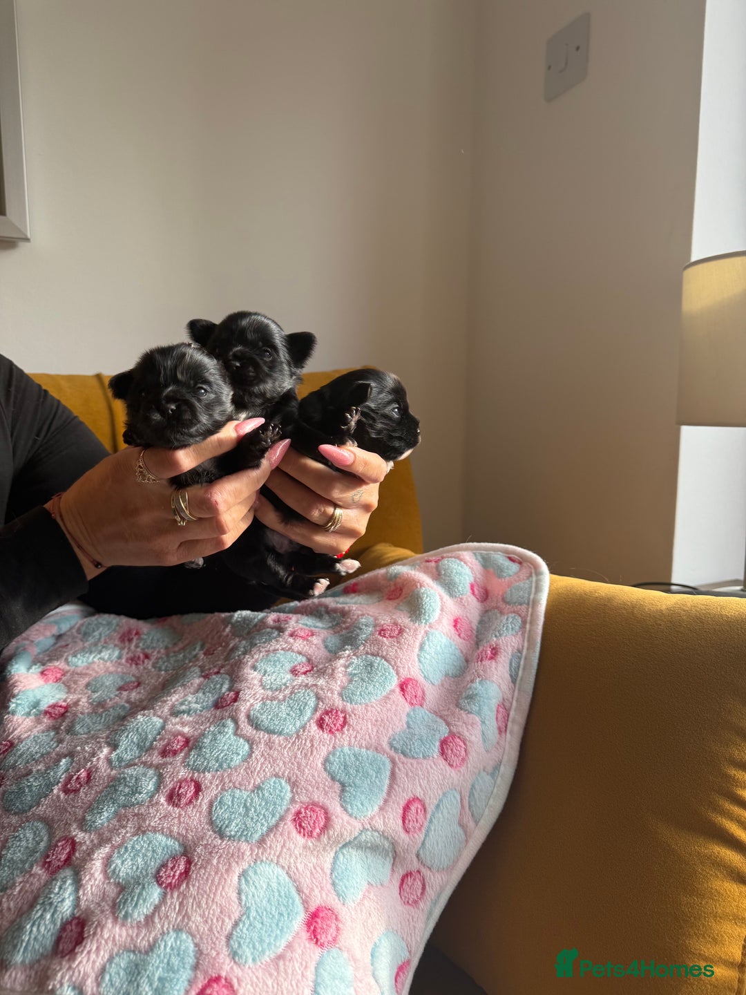 Yorkshire Terrier dogs for sale: Black Onyx Yorkie ready to Reserve 🖤 - Image 2