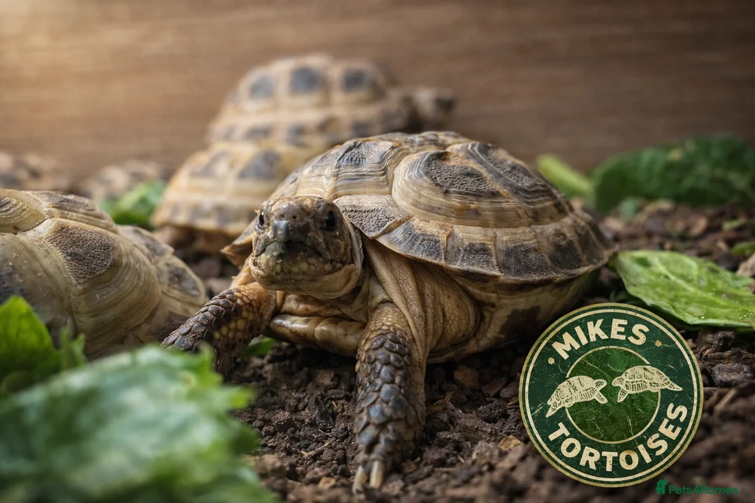 Tortoise reptiles for sale: Baby Horsfield Hatchlings & Set Ups - Advert 2