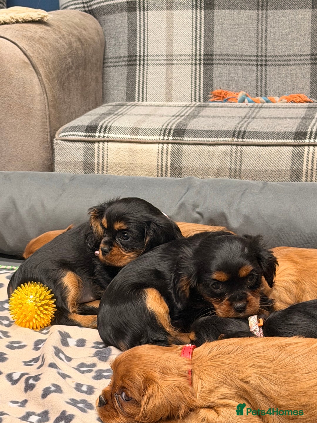 Cavalier King Charles Spaniel dogs for sale: 🐶 Beautiful Cavalier King Charles  Puppies 🐶 - Advert 29