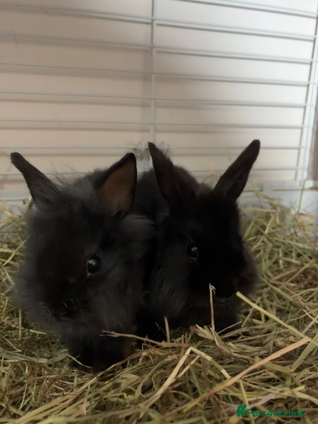 Lionhead rabbits for sale: Netherland dwarf lionhead mix ready for homes  - Advert 2