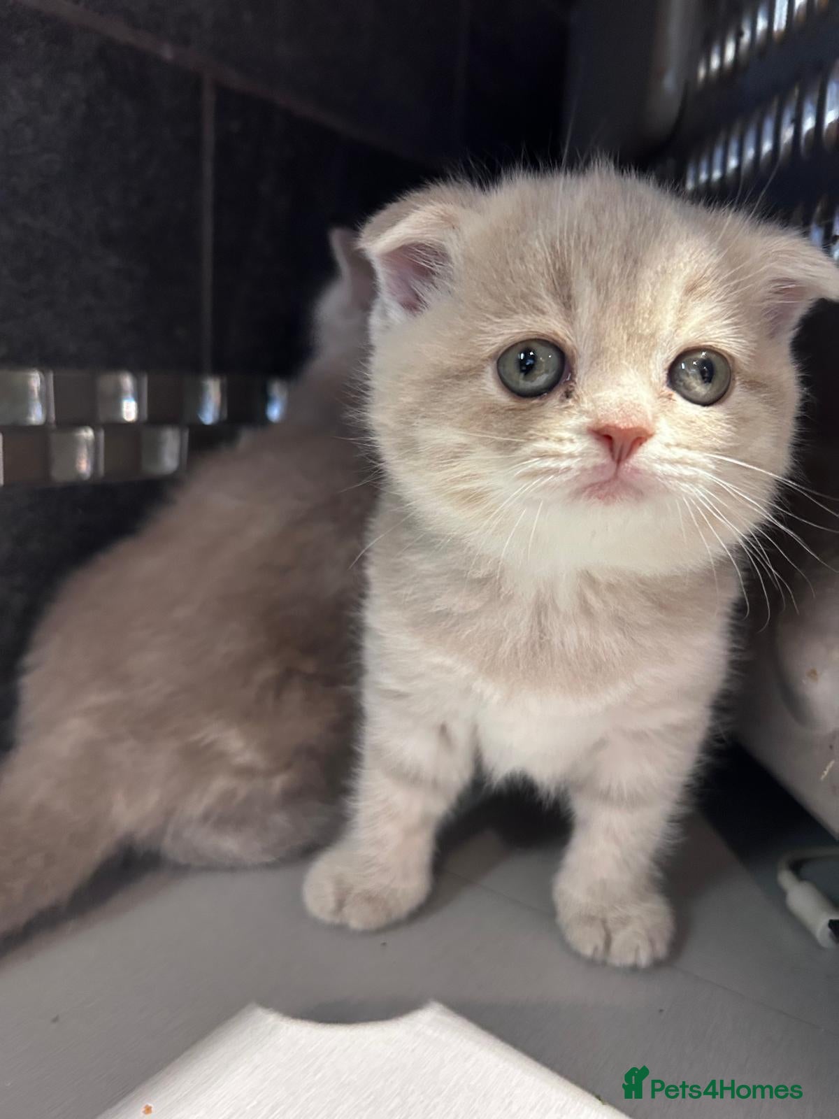 Scottish Fold cats Adorable Scottish Fold Kittens - Advert 2