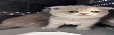 Scottish Folded Little Girl Lilac