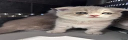 Scottish Fold cats for sale: Adorable Scottish Fold Kittens - Advert 2