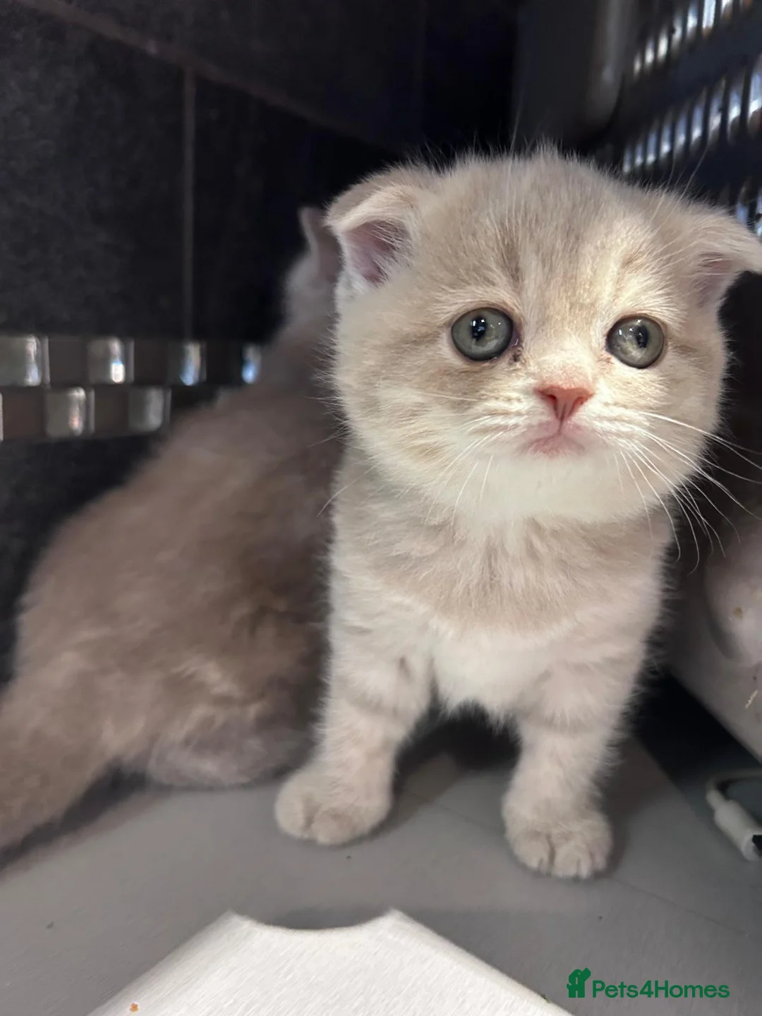 Scottish Fold cats for sale: Adorable Scottish Fold Kittens - Advert 2