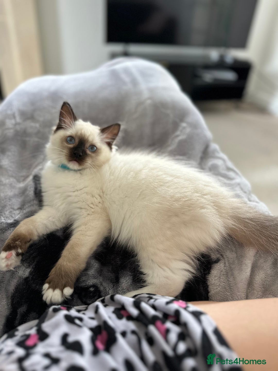 Ragdoll cats for sale: 🐾 LAST MALE RAGDOLL AVAILABLE READY TO GO💕 in Taunton - Image 26