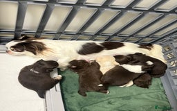 Chihuahua dogs for sale: CHIHUAHUA PUPPIES 🩵🩵 - Image 14