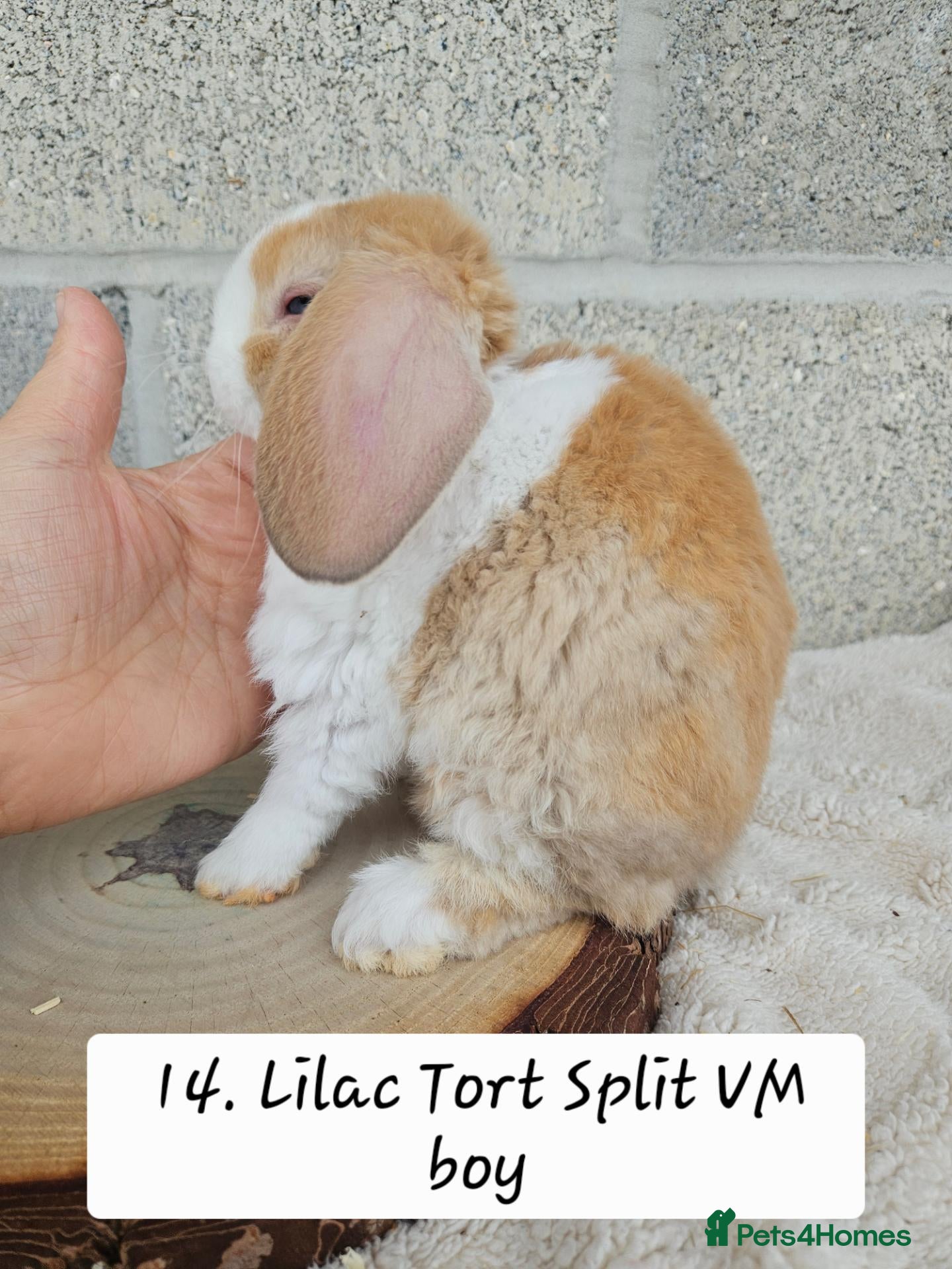 Mini Lop rabbits 🩷Ad 1 Purebred mini plush lops🩵🧸 - Advert 2