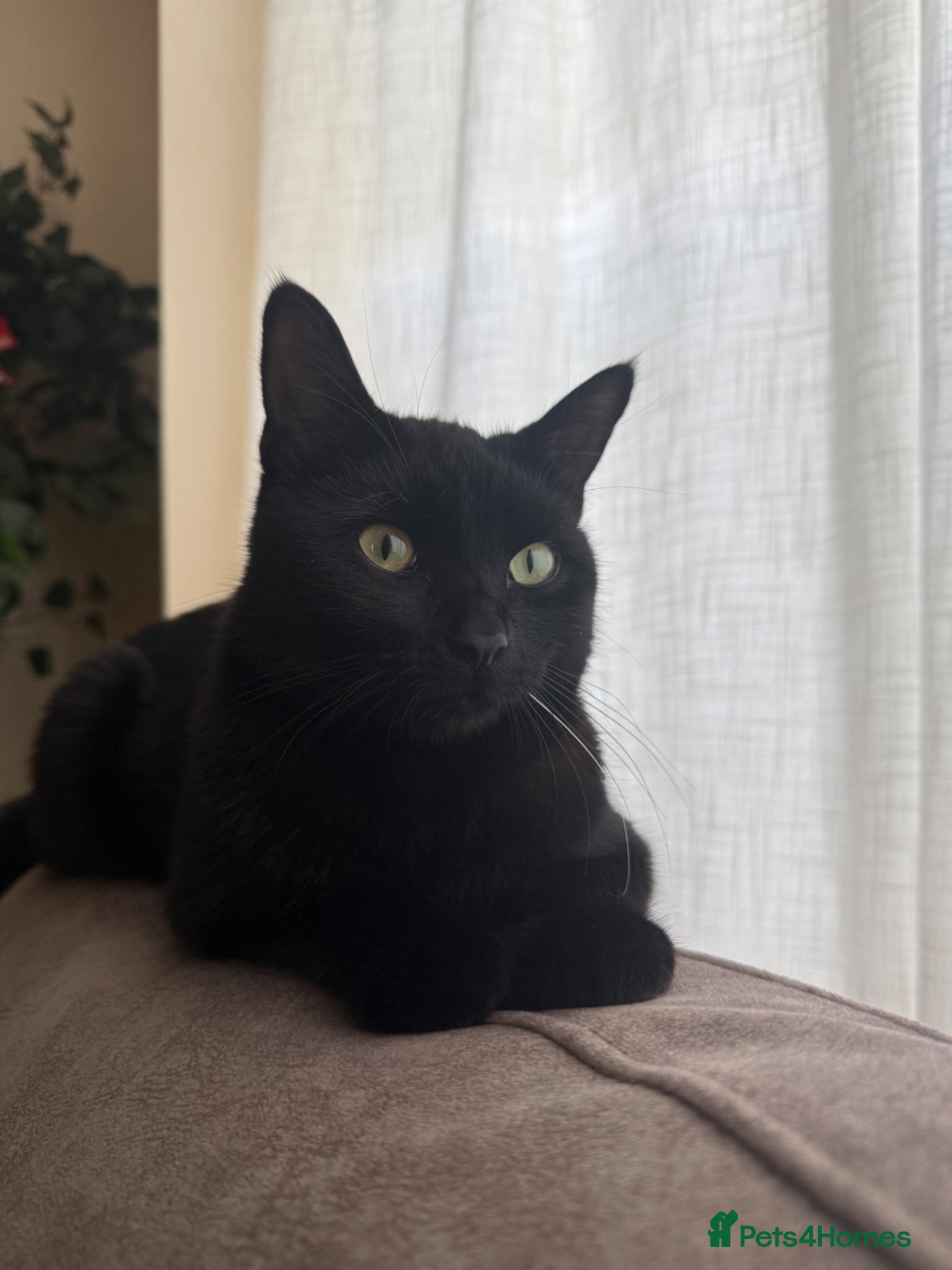 Domestic Shorthair cats Cat Looking for a Loving Forever Home  - Advert 1