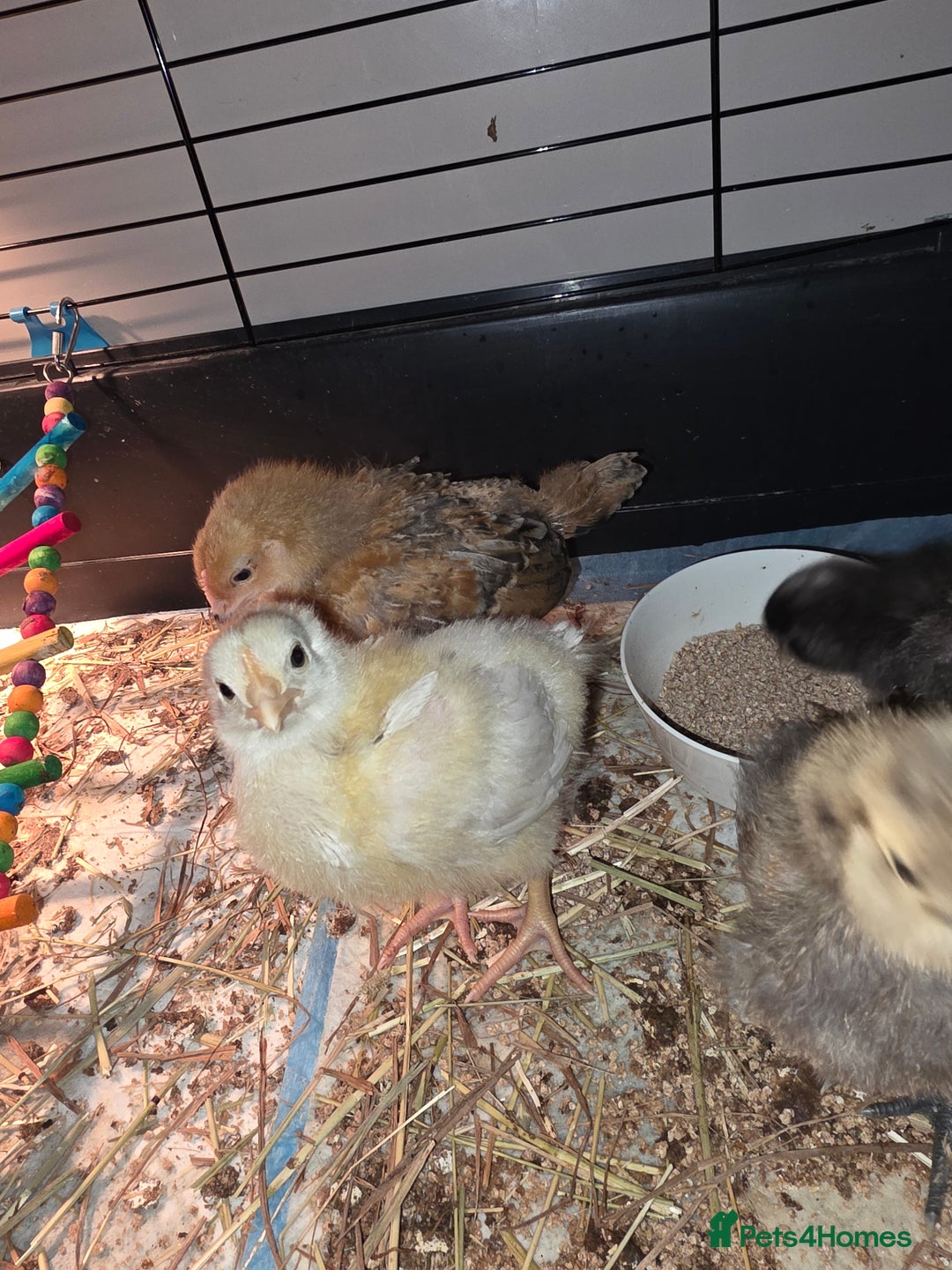 Chickens poultry for sale: 5 chicken  - Advert 3