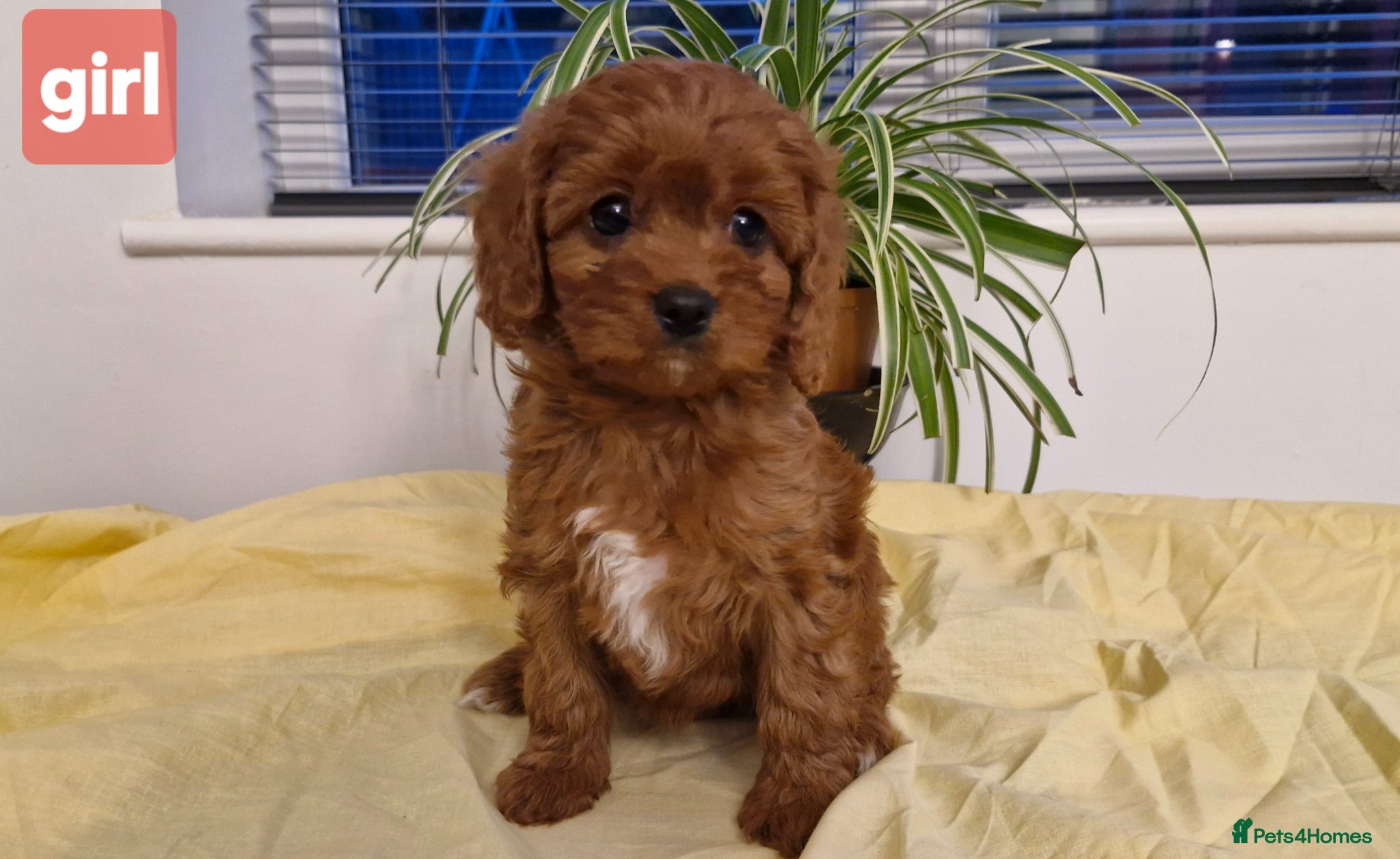 Cavapoo dogs Stunning cavapoo girl puppy health tested parents - Advert 1