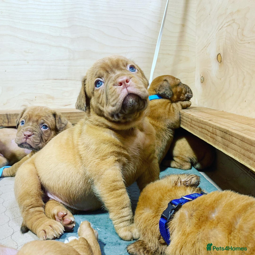 Dogue De Bordeaux dogs for sale: Dogue de Bordeaux puppies now available for sale! - Advert 5