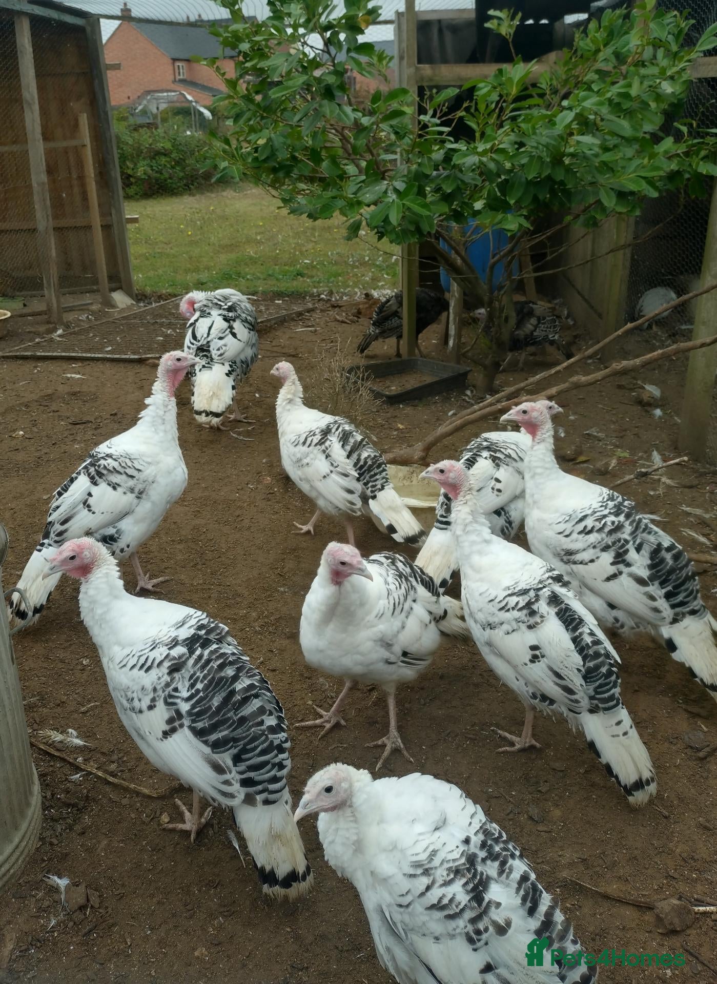Mixed Breed poultry Crollwitzer turkey poults/cockerels/pullets - Advert 15
