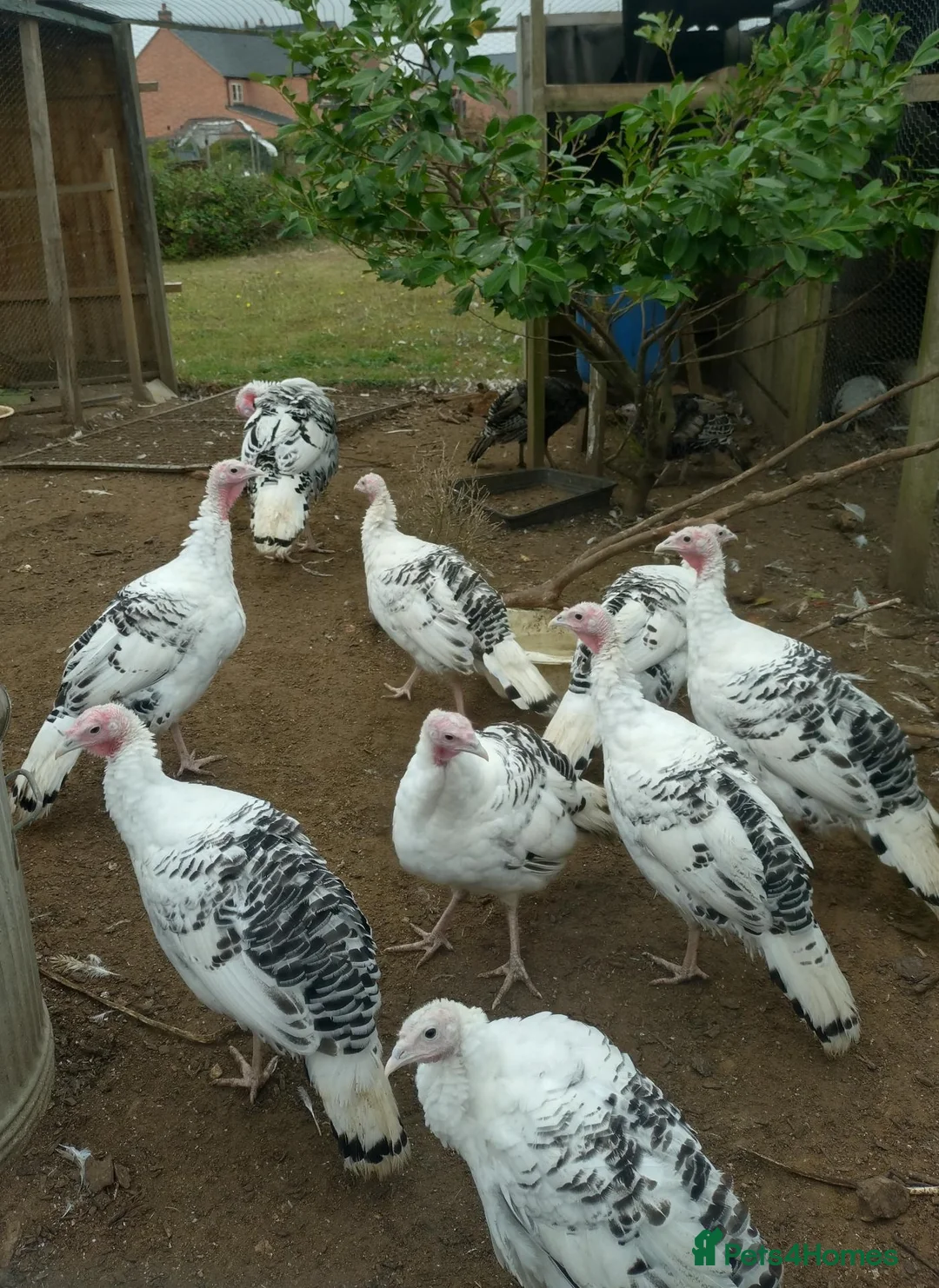 Mixed Breed poultry for sale: Crollwitzer turkey poults/cockerels/pullets - Advert 1