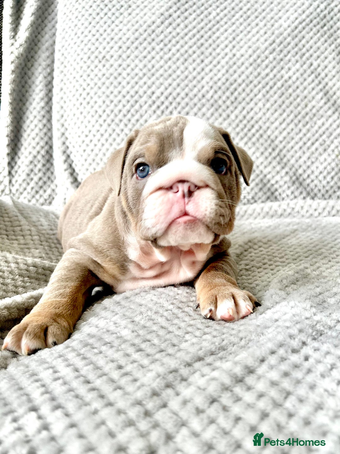 Chocolate Tri English Bulldog Puppies For Sale Tri Chocolate