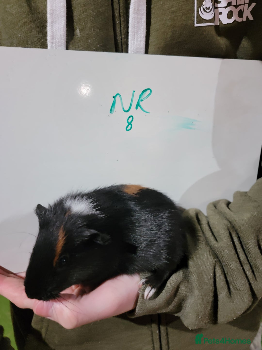 Guinea Pig rodents for sale: Male guinea pigs - Advert 8