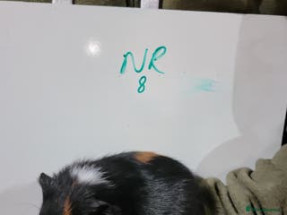 Guinea Pig rodents Male guinea pigs - Advert 7