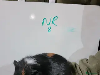 Guinea Pig rodents Male guinea pigs - Advert 5