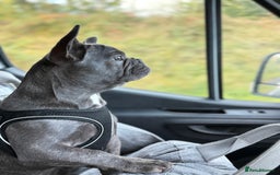 French Bulldog dogs for sale: Reggie the Blue Brindle Frenchie - Advert 7