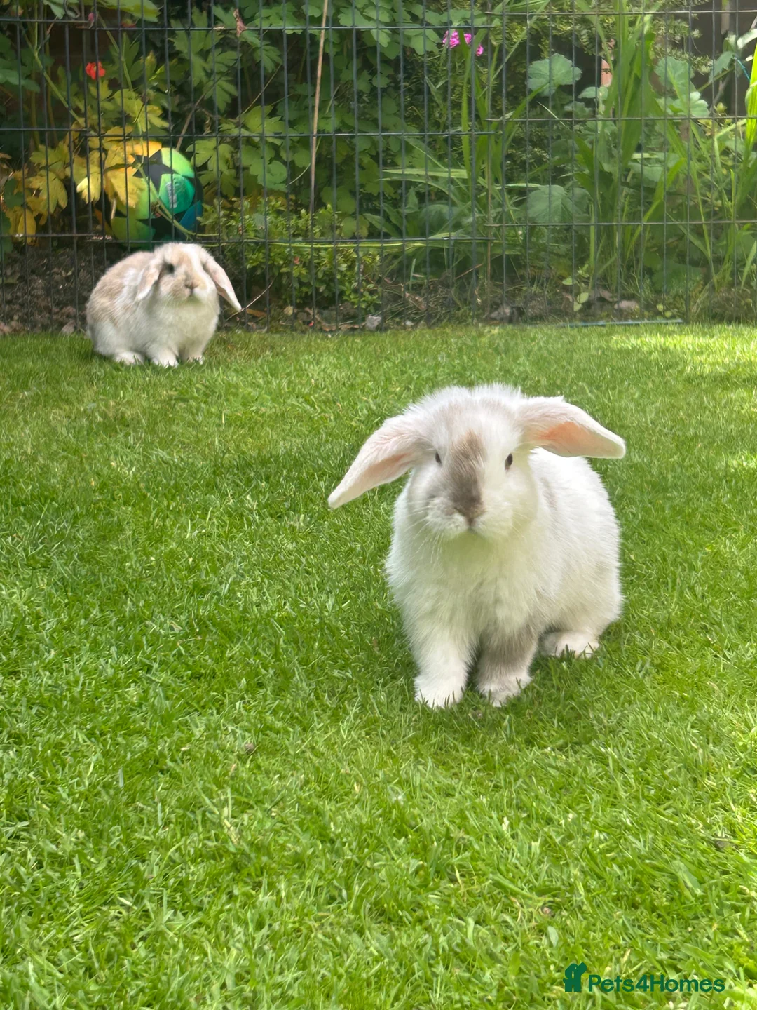 Gallery Image {{count}}