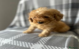 Miniature Poodle dogs for sale: Beautiful red small sized miniature poodle boy ✨💙 - Image 17