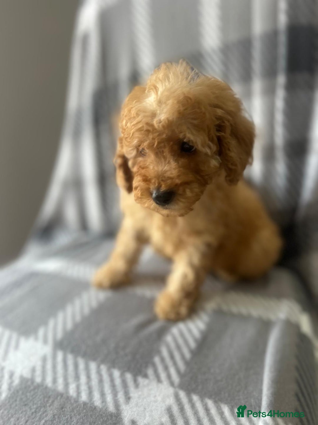 Miniature Poodle dogs for sale: Beautiful red small sized miniature poodle boy ✨💙 - Image 17