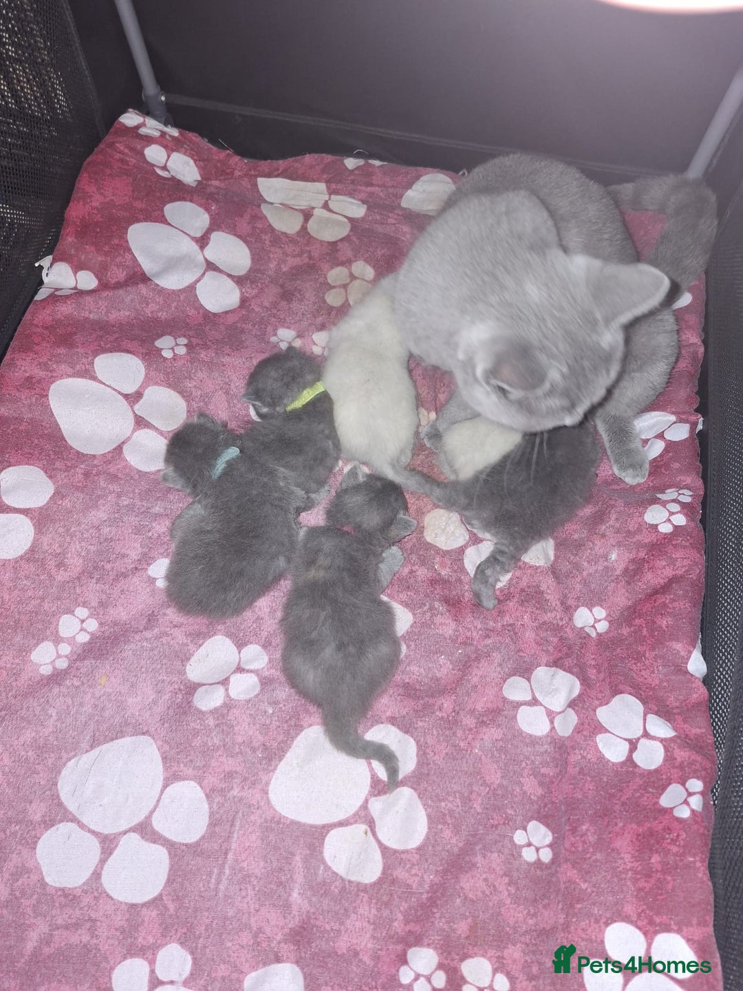 British Longhair cats for sale:  Beautiful British Long haired Short haired kitten - Advert 5