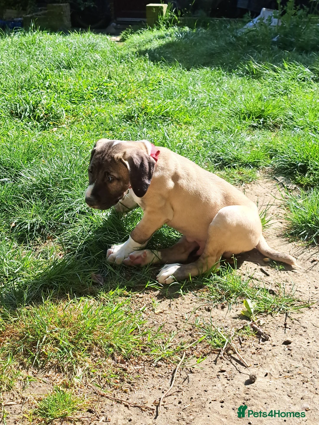 Mixed Breed dogs for sale: Beautiful Kangal x Alabai x Bully Kutta - Advert 7