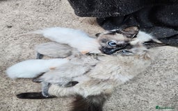 Ragdoll cats for sale: Ragdoll kittens - Image 4